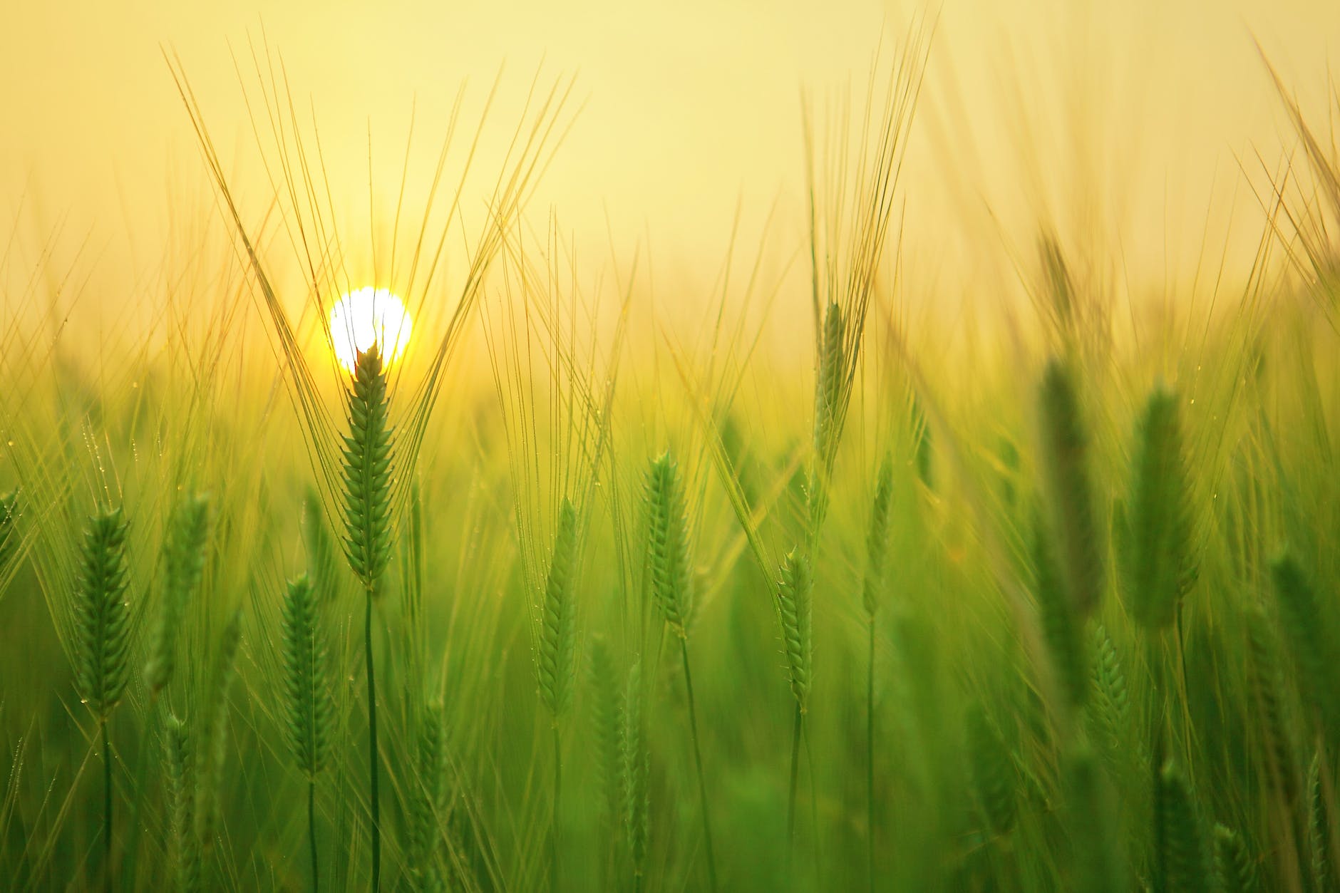 field of plants