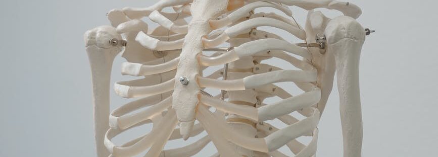 human skeleton model