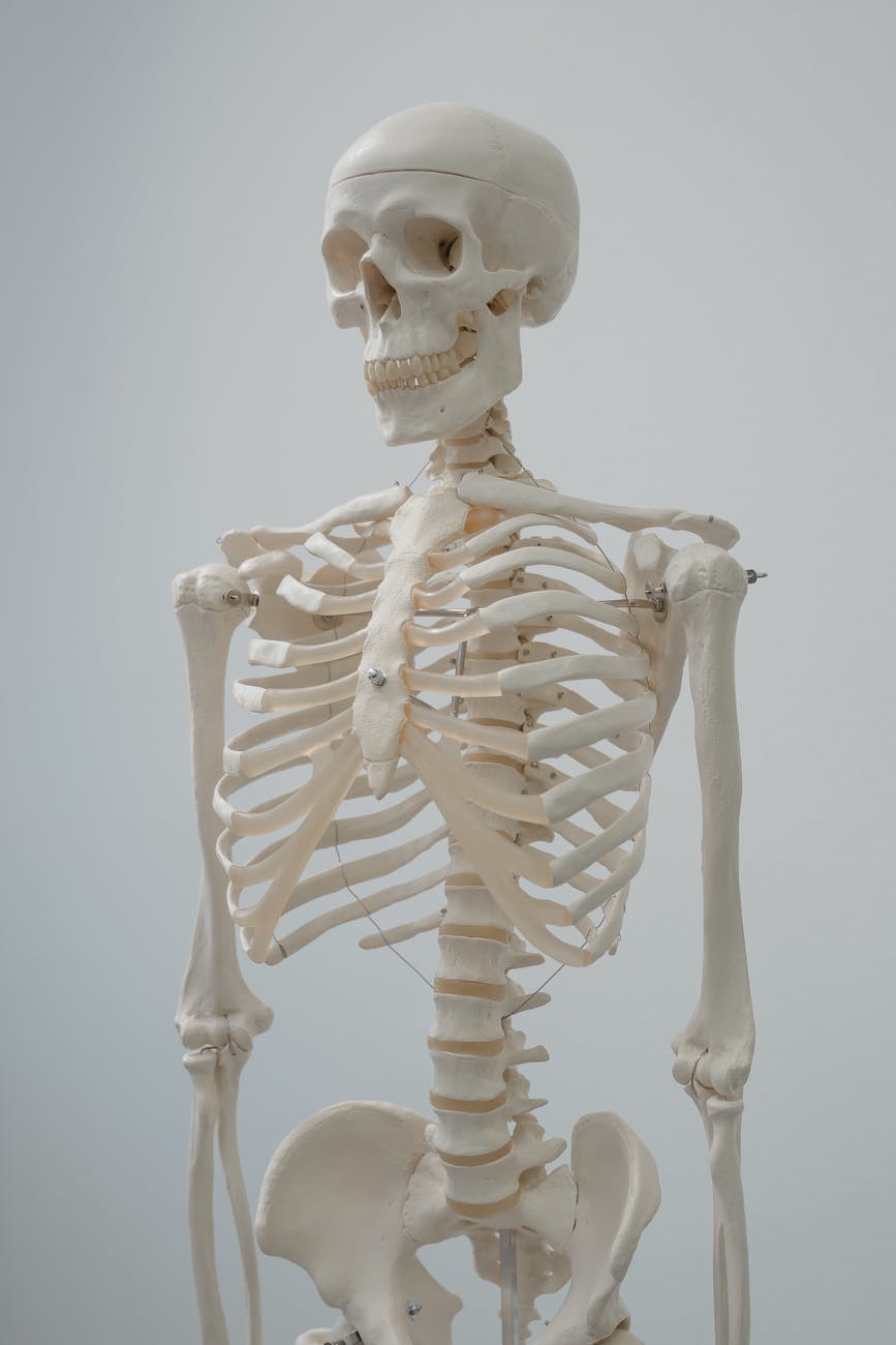 human skeleton model